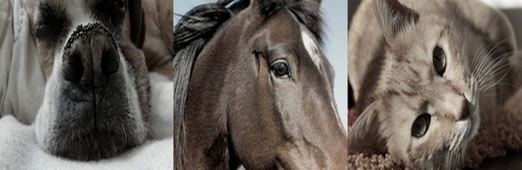 Zoosante, Pharmacie à Maroeuil